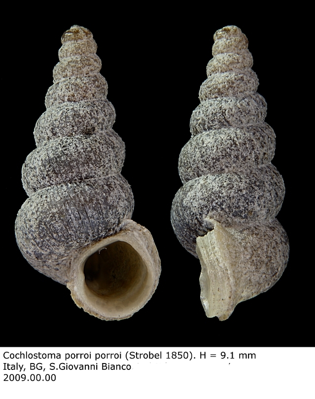 licheni?